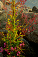 Fireweed at End of Flowering