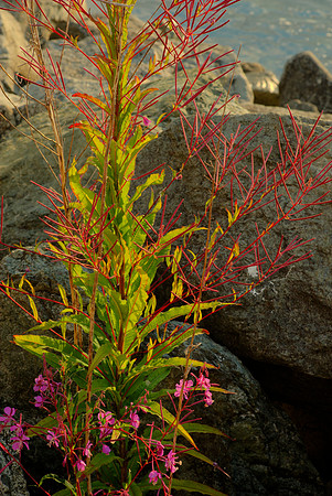Fireweed at End of Flowering