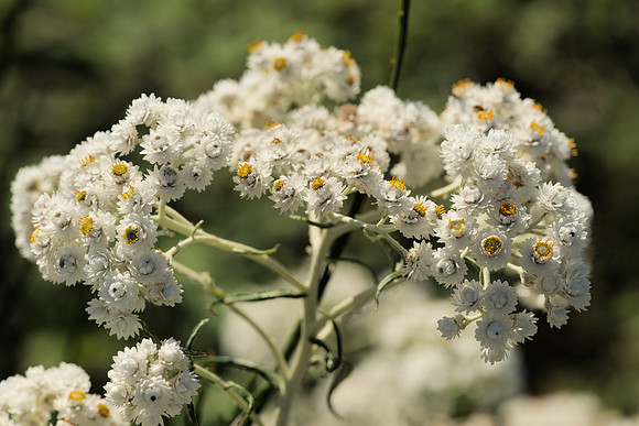 Pearly Everlasting