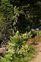 False Hellebore