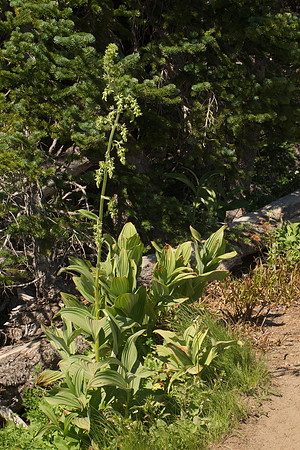 False Hellebore