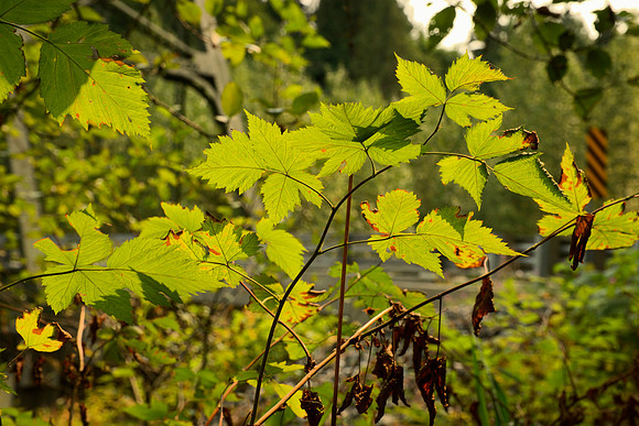Late Summer Salmonberry Leaves