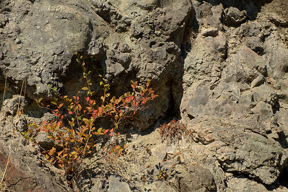 A Bush in the Pillow Basalts
