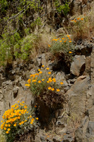 California Poppies on Cliff Wall