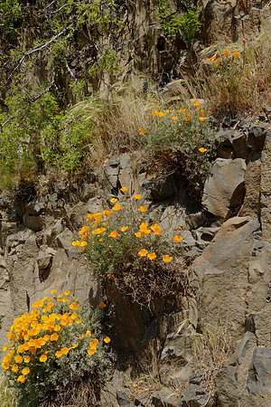 California Poppies on Cliff Wall