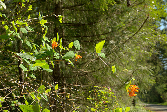Branch, Western Trumpet Honeysuckle