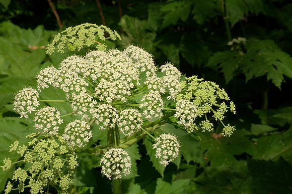 Cow Parsnip Flowers