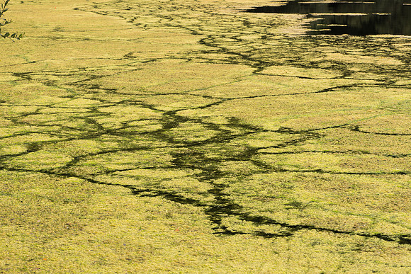 Designs in Milfoil