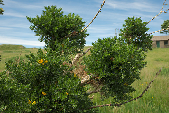 Common Gorse