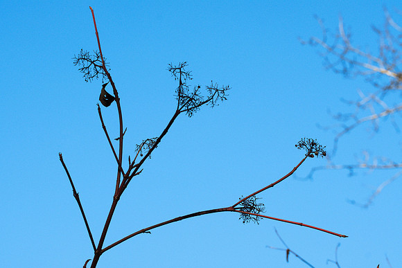 No Leaves, No Berries:  Red Osier Dogwood