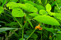 Leaves and Flowers, Jewelweed