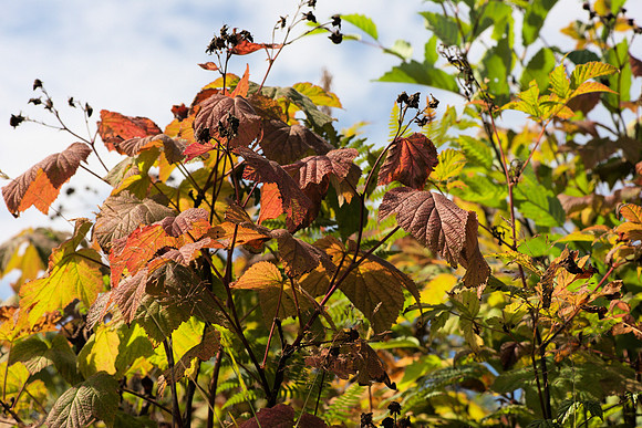 Autumnal Thimbleberry Leaves
