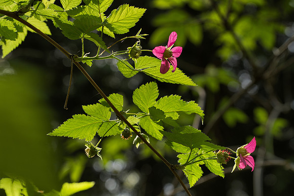 Salmonberry Leaves and Flowers