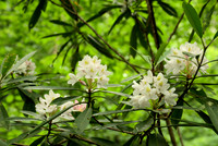 Flowers, Wild Rhododendron