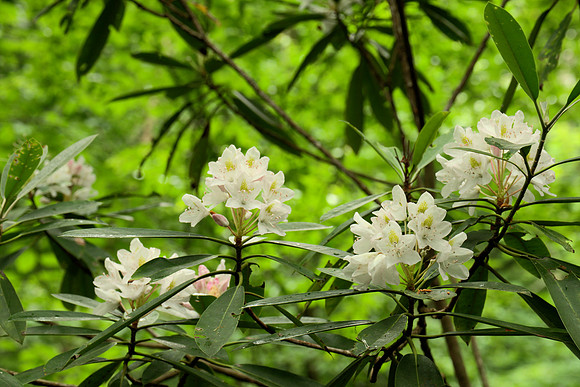 Flowers, Wild Rhododendron