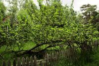 Fallen Apple Tree