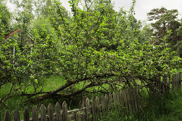 Fallen Apple Tree