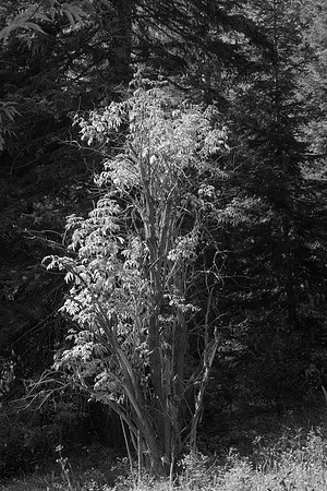 Sambuccus nigra in Black and White