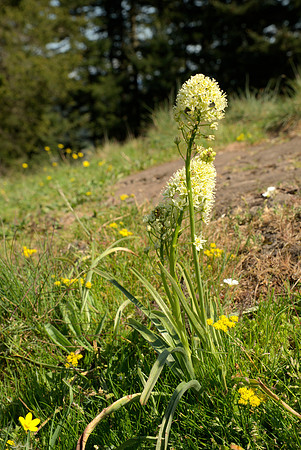 Death Camas