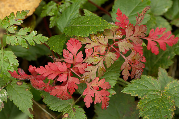 Autumnal Leaves of Pacific Bleedingheart