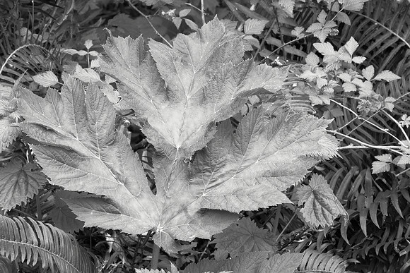 Cow Parsnip Leaf