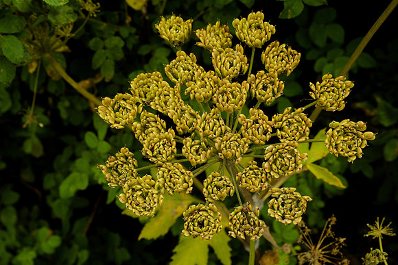 Seeds of Cow Parsnip