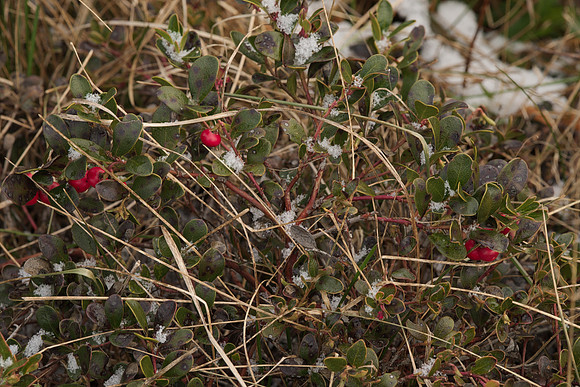 Kinnikinnick with Berries in Winter