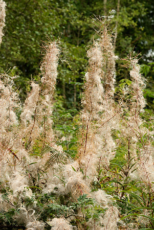 Roadside Fireweed