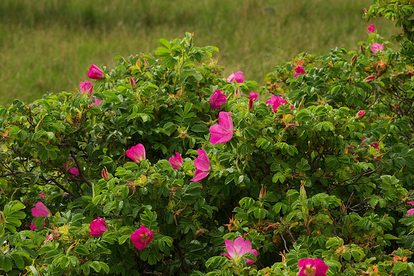 Roses of Unknown Species II