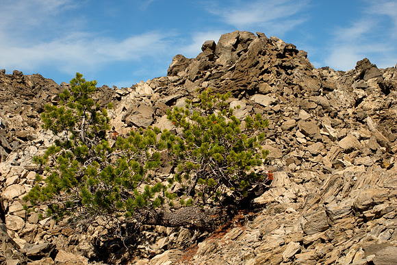 Tree in a Field of Obsidian