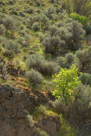 Yakima Canyon Spring I