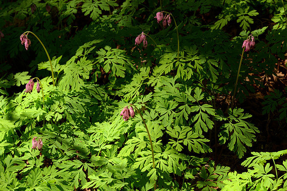 Western Bleeding Heart I