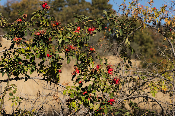 Hips of a Wild Rose