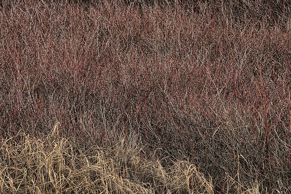 Forest Edge:  Canary Grass and Nootka Roses