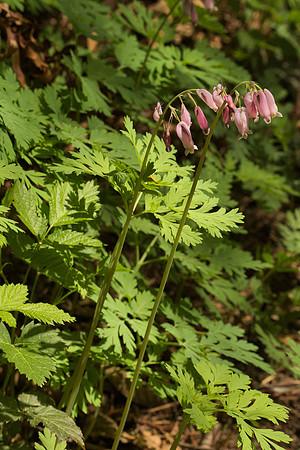 Western Bleeding Heart
