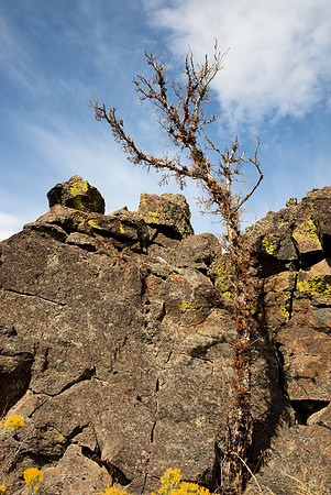 Rock and Vegetation