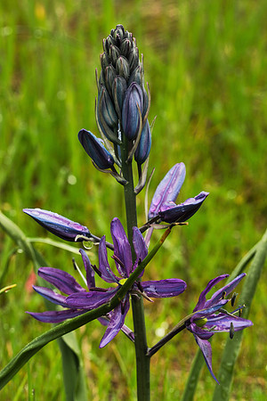 Camas Lily