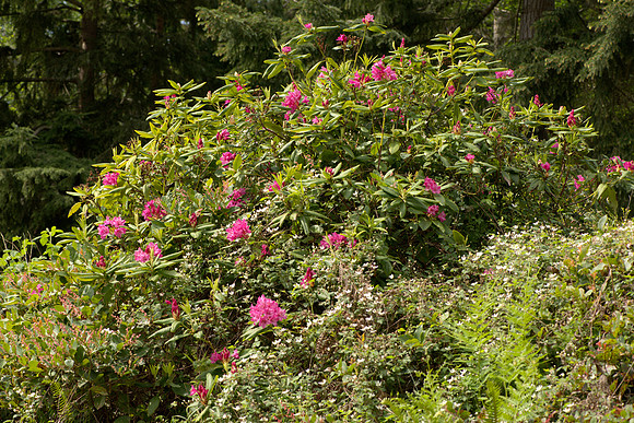 Roadside Medley