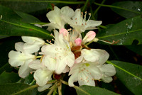 Rhododendron Flower