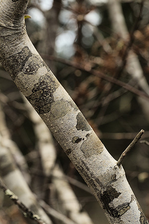 Bark Detail, Beaked Hazelnut