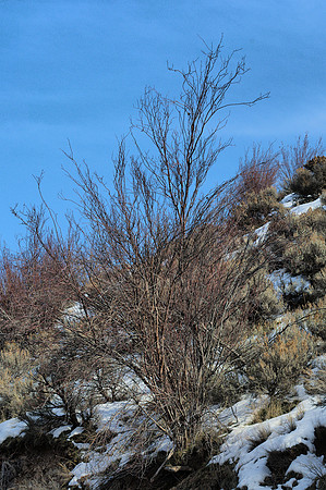 Serviceberry in Winter