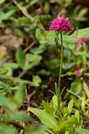 Another Unidentified Flower