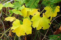 Autumn Leaves, Marah oreganus