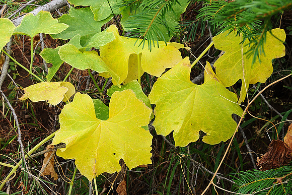 Autumn Leaves, Marah oreganus