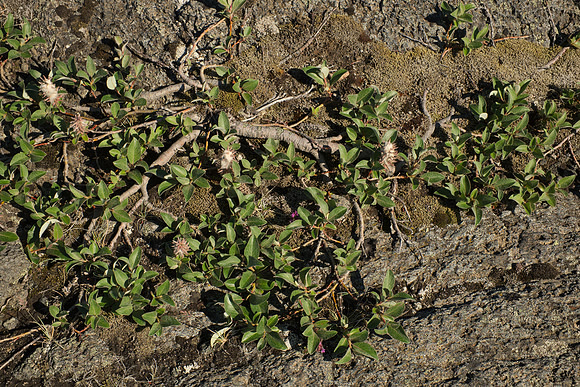 Unknown Low-Growing Shrub