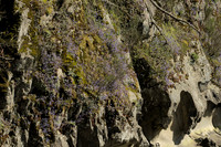 Planty Growth on a Stone Seaside Cliff