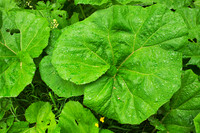 Leaves of Unknown Plant