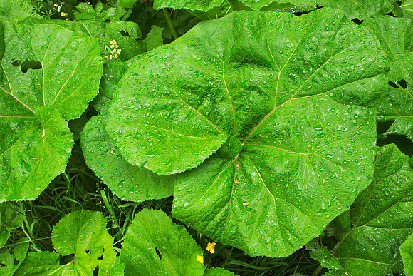 Leaves of Unknown Plant