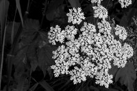 Cow Parsnip Flower