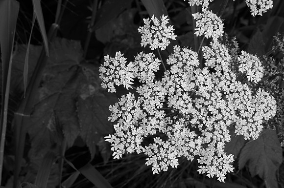 Cow Parsnip Flower